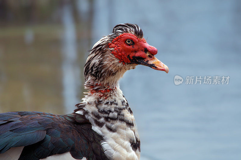 番鸭(Cairina moschata)